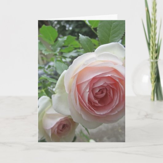 Cartes de roses Pierre De Ronsard rose tendre (Devant)
