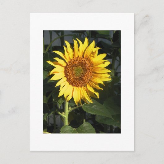 Cartes de sauvegarde de date Tournesol Jaune (Devant)
