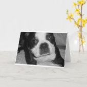 Cartes de sympathie d'animal familier de Boston (Fleur jaune)