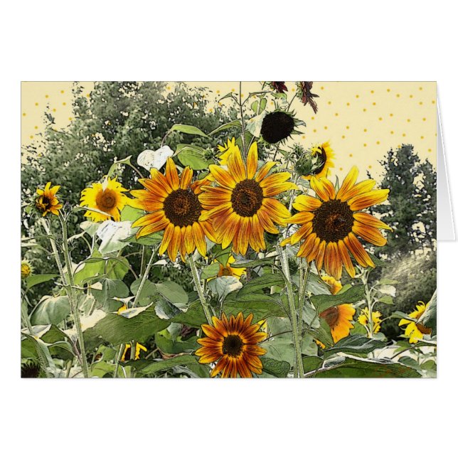 Cartes de tournesol (Devant horizontal)