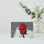 Cartes de visite (Debout devant)