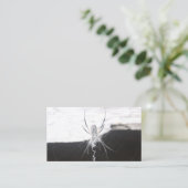 Cartes de visite araignée (Debout devant)