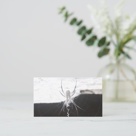 Cartes de visite araignées (Debout devant)