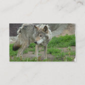Cartes de visite attentifs de loup (Dos)