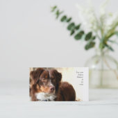 Cartes de visite australiens de berger (Debout devant)