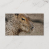 Cartes de visite australiens de Capybara (Dos)