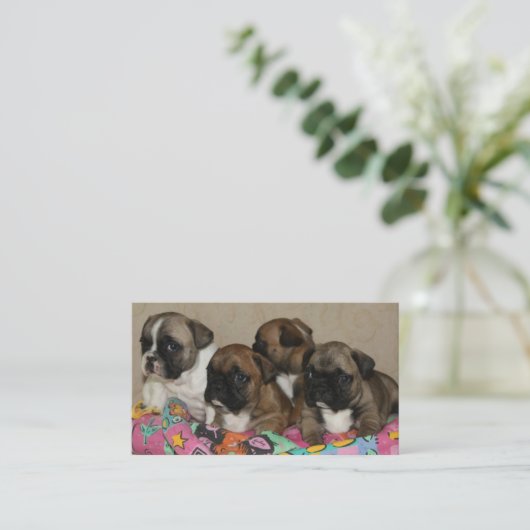 Cartes de visite chiots bouledogues français (Debout devant)