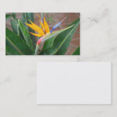 cartes de visite de birdofparadise (Devant / Derrière)