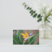 cartes de visite de birdofparadise (Debout devant)