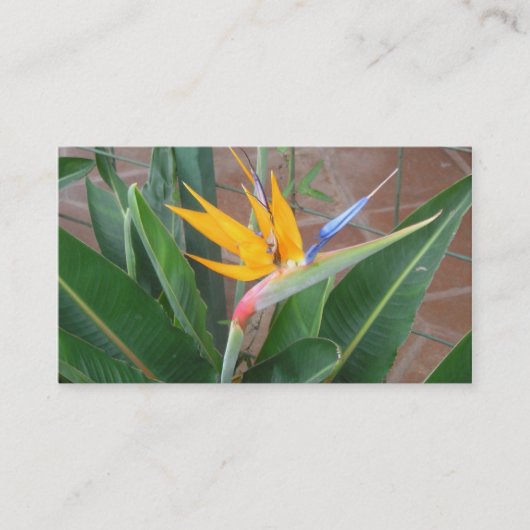 cartes de visite de birdofparadise (Devant)