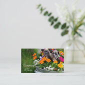 Cartes de visite de bouledogue français (Debout devant)