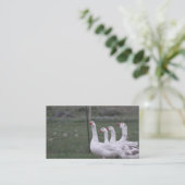Cartes de visite de canard (Debout devant)