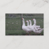 Cartes de visite de canard (Dos)