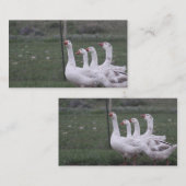 Cartes de visite de canard (Devant / Derrière)