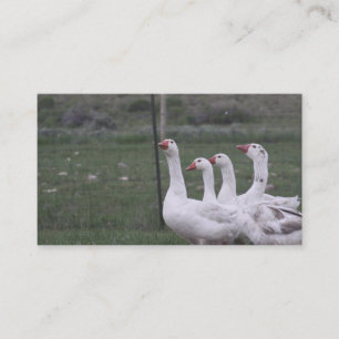 Cartes de visite de canard