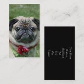 Cartes de visite de carlin (Devant / Derrière)