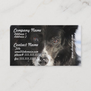 Cartes de visite de chien de border collie