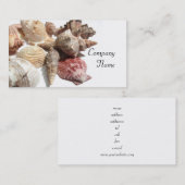 Cartes de visite de coquillages (Devant / Derrière)