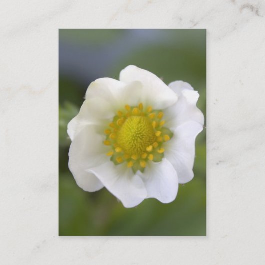 Cartes de visite de fleurs de fraises blanches jol (Devant)