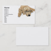 Cartes de visite de Goldendoodle Stella (Devant / Derrière)