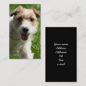 Cartes de visite de Jack Russell Terrier (Devant / Derrière)