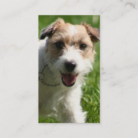 Cartes de visite de Jack Russell Terrier (Devant)