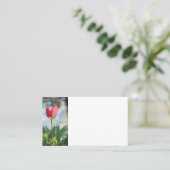 Cartes de visite de la Tulipe rouge (Debout devant)
