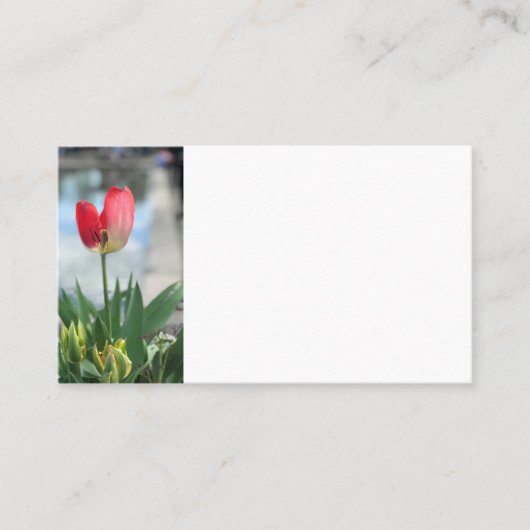 Cartes de visite de la Tulipe rouge (Devant)