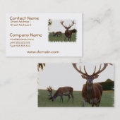 Cartes de visite de mâle (Devant / Derrière)