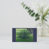 Cartes de visite de paock (Debout devant)