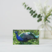 Cartes de visite de Peacock (Debout devant)