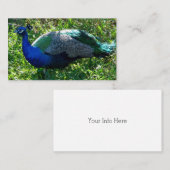 Cartes de visite de Peacock (Devant / Derrière)