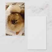 Cartes de visite de Pomeranian (Devant / Derrière)
