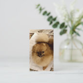 Cartes de visite de Pomeranian (Debout devant)