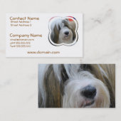 Cartes de visite de Terrier tibétain (Devant / Derrière)