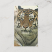 Cartes de visite de tigre de Sumatran (Dos)