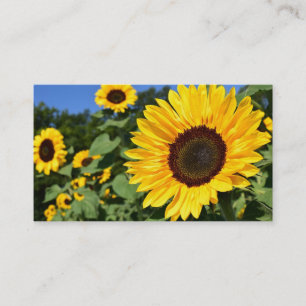 Cartes de visite de tournesol