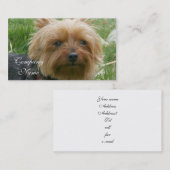 Cartes de visite de Yorkshire Terrier (Devant / Derrière)