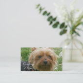 Cartes de visite de Yorkshire Terrier (Debout devant)
