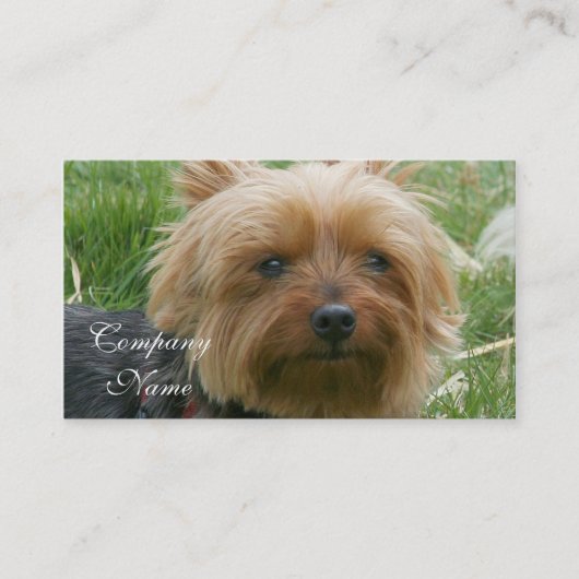 Cartes de visite de Yorkshire Terrier (Devant)