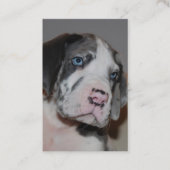 Cartes de visite d'école canine (Devant)