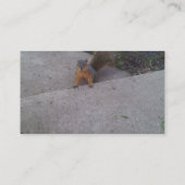 Cartes de visite d'écureuils (Dos)