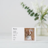 Cartes de visite d'épagneul de Bretagne (Debout devant)