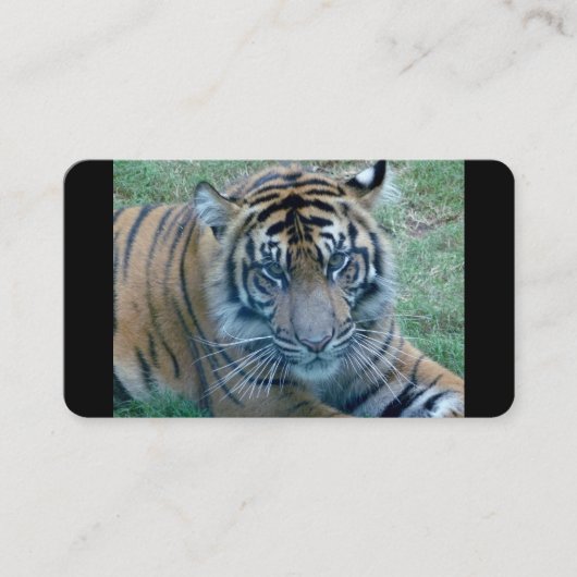Cartes de visite d'images de Tiger (Devant)