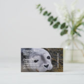 Cartes de visite doux de bébé phoque (Debout devant)