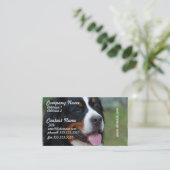 Cartes de visite doux de Bernese (Debout devant)