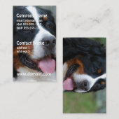 Cartes de visite doux de Bernese (Devant / Derrière)