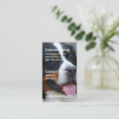 Cartes de visite doux de Bernese (Debout devant)