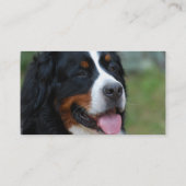 Cartes de visite doux de Bernese (Dos)