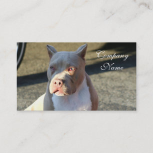 Cartes de visite du Staffordshire Terrier